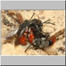 Sphecodes albilabris - Blutbiene 03a 12-13mm Paarung - Sandgrube Niedringhaussee.jpg